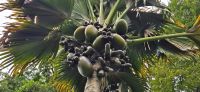 96 Palmenvielfalt im Botanischen Garten &ndash; &copy; Susanne Schirmann (Eberhardt TRAVEL)