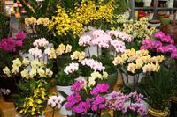 Blumenmarkt &ndash; &copy; Astrid Kunath (Eberhardt TRAVEL)