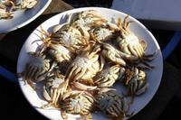 Fischmarkt &ndash; &copy; Astrid Kunath (Eberhardt TRAVEL)