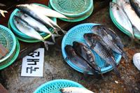 Kugelfische &ndash; &copy; Astrid Kunath (Eberhardt TRAVEL)