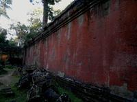 0492 Rotalge am Ta Prohm.jpg &ndash; &copy; Peter Möbius (Eberhardt TRAVEL)