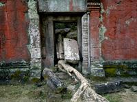 0493 Ta Prohm - Eindringling.jpg &ndash; &copy; Peter Möbius (Eberhardt TRAVEL)