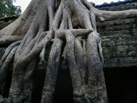 0498 Würgefeige am Ta Prohm .jpg &ndash; &copy; Peter Möbius (Eberhardt TRAVEL)