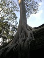 0499 Würgefeige am Ta Prohm.jpg &ndash; &copy; Peter Möbius (Eberhardt TRAVEL)