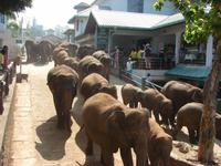 059 - Elefantenwaisenhaus Pinnawala &ndash; &copy; Anett Scheffler (Eberhardt TRAVEL)