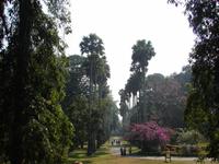 068 - Kandy Botanischer Garten &ndash; &copy; Anett Scheffler (Eberhardt TRAVEL)