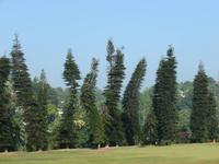 070 - Kandy Botanischer Garten &ndash; &copy; Anett Scheffler (Eberhardt TRAVEL)