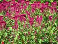 071 - Kandy Botanischer Garten &ndash; &copy; Anett Scheffler (Eberhardt TRAVEL)