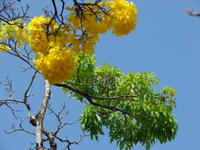072 - Kandy Botanischer Garten &ndash; &copy; Anett Scheffler (Eberhardt TRAVEL)