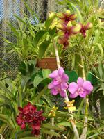 073 - Kandy Botanischer Garten &ndash; &copy; Anett Scheffler (Eberhardt TRAVEL)