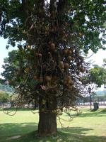 074 - Kandy Botanischer Garten &ndash; &copy; Anett Scheffler (Eberhardt TRAVEL)