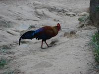 092 - Waldhahn Nationalvogel &ndash; &copy; Anett Scheffler (Eberhardt TRAVEL)