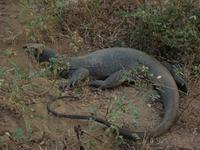 094 - Yala NP