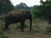 095 - Yala NP