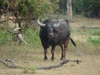 096 - Yala NP