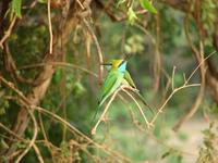 098 - Yala NP &ndash; &copy; Anett Scheffler (Eberhardt TRAVEL)
