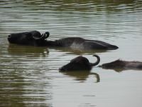100 - Yala NP &ndash; &copy; Anett Scheffler (Eberhardt TRAVEL)
