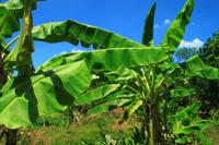 Im Mekong Delta &ndash; &copy; Denise Hartmann (Eberhardt TRAVEL)