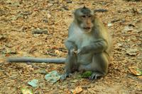 Affen als Models &ndash; &copy; Denise Hartmann (Eberhardt TRAVEL)