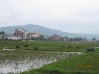 Wasserbüffel &ndash; &copy; Johanna Vogt (Eberhardt TRAVEL)