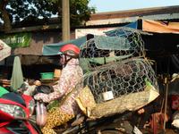 Tiertransport Vietnam &ndash; &copy; Laura Schwanitz (Eberhardt TRAVEL)
