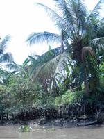 Palmen Vietnam &ndash; &copy; Laura Schwanitz (Eberhardt TRAVEL)