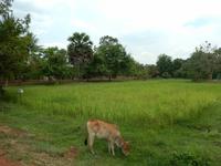 Kuh Kambodscha &ndash; &copy; Laura Schwanitz (Eberhardt TRAVEL)