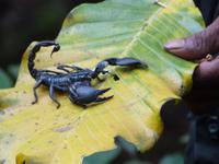 Skorpion &ndash; &copy; Linda Hartge (Eberhardt TRAVEL)