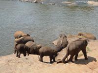 Pinnawela-Elefanten &ndash; &copy; Linda Hartge (Eberhardt TRAVEL)