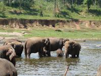 Pinnawela-Elefanten &ndash; &copy; Linda Hartge (Eberhardt TRAVEL)