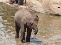 Pinnawela-Elefanten &ndash; &copy; Linda Hartge (Eberhardt TRAVEL)