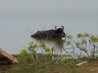 Safari im Yale-Nationalpark &ndash; &copy; Linda Hartge (Eberhardt TRAVEL)