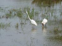 Safari im Yale-Nationalpark &ndash; &copy; Linda Hartge (Eberhardt TRAVEL)
