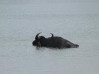 Safari im Yale-Nationalpark &ndash; &copy; Linda Hartge (Eberhardt TRAVEL)