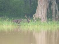 Safari im Yale-Nationalpark &ndash; &copy; Linda Hartge (Eberhardt TRAVEL)