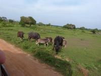 Safari im Yale-Nationalpark &ndash; &copy; Linda Hartge (Eberhardt TRAVEL)