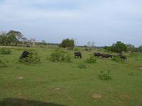 Safari im Yale-Nationalpark &ndash; &copy; Linda Hartge (Eberhardt TRAVEL)