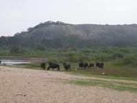 Safari im Yale-Nationalpark &ndash; &copy; Linda Hartge (Eberhardt TRAVEL)