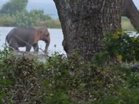 Safari im Yale-Nationalpark &ndash; &copy; Linda Hartge (Eberhardt TRAVEL)