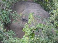 Safari im Yale-Nationalpark &ndash; &copy; Linda Hartge (Eberhardt TRAVEL)