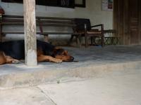 048. Hund, Laos &ndash; &copy; Maria Michel (Eberhardt TRAVEL)