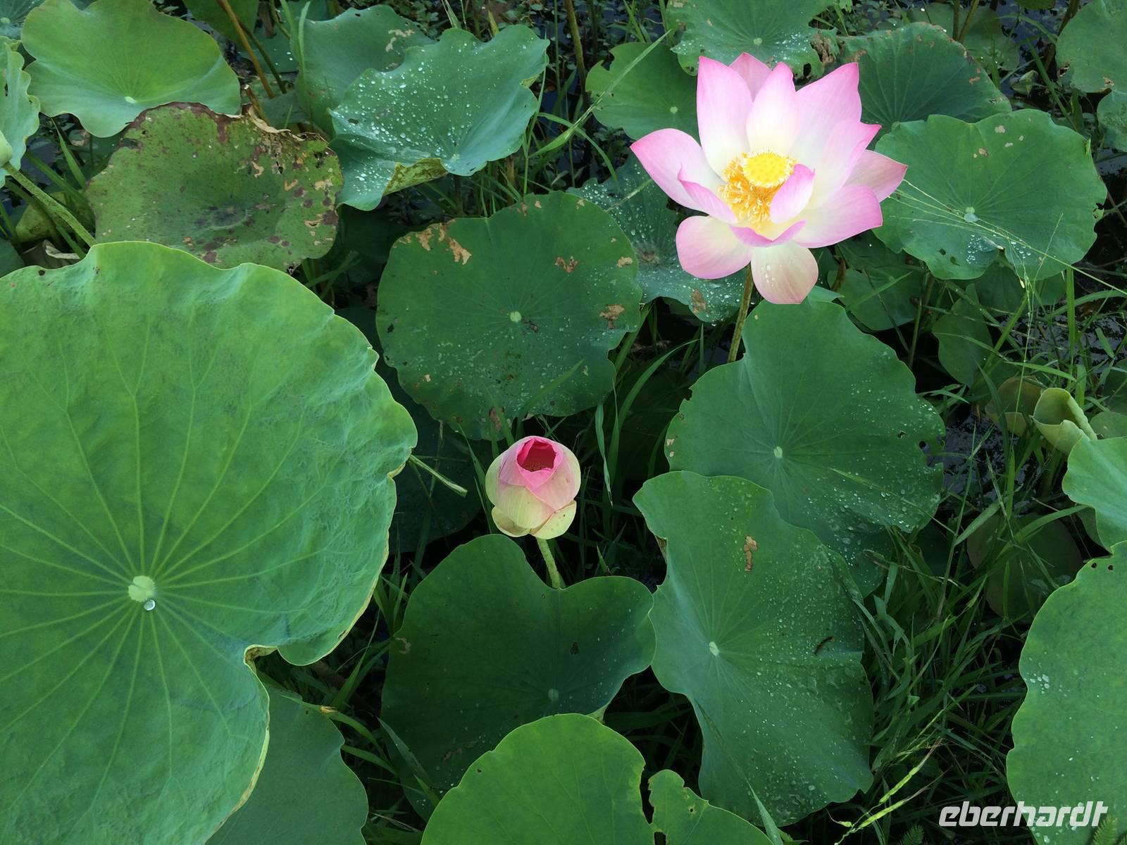 Lotusfarm &ndash; &copy; Ngoc Anh Nguyen (Eberhardt TRAVEL)
