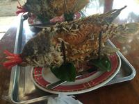 Elefantenohrfisch &ndash; &copy; Ngoc Anh Nguyen (Eberhardt TRAVEL)