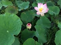 Lotusfarm &ndash; &copy; Ngoc Anh Nguyen (Eberhardt TRAVEL)