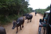 Yala NP: Wasserbüffel &ndash; &copy; Frank Nimschowski (Eberhardt TRAVEL)