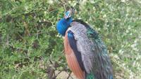 Pfau &ndash; &copy; Frank Nimschowski (Eberhardt TRAVEL)