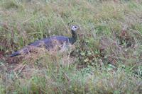 Pfau &ndash; &copy; Frank Nimschowski (Eberhardt TRAVEL)