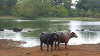 Yala NP &ndash; &copy; Frank Nimschowski (Eberhardt TRAVEL)