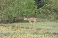 Yala NP &ndash; &copy; Frank Nimschowski (Eberhardt TRAVEL)
