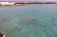 Lankanfinolhu - Haifütterung &ndash; &copy; Frank Nimschowski (Eberhardt TRAVEL)